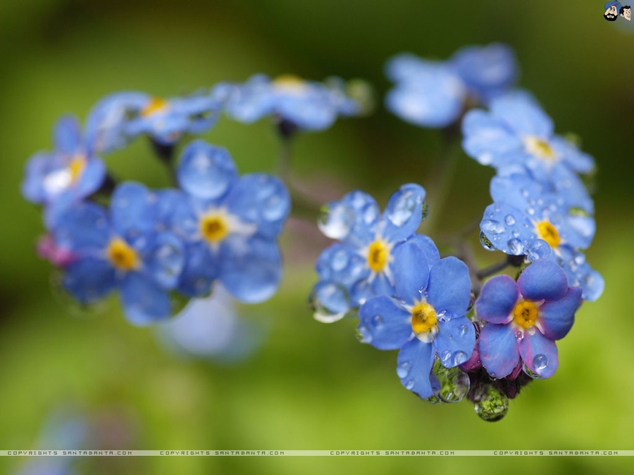 Forget Me Not