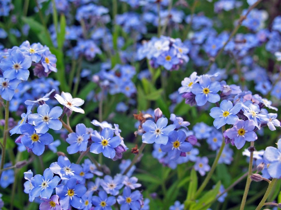 Forget Me Not