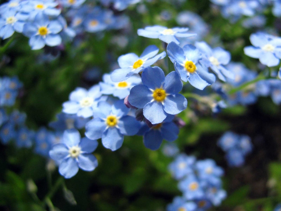 Forget Me Not