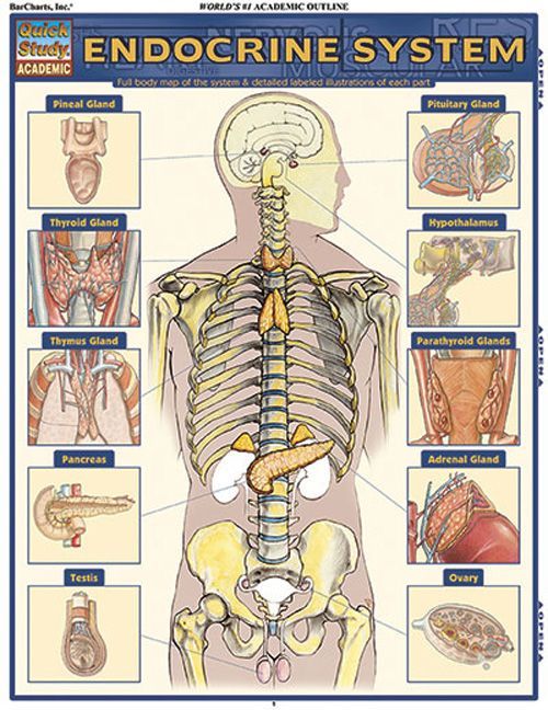 Guiding Each Chd Learning Math Diagnosti